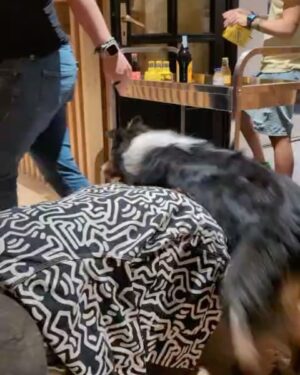 Marisa Passera Instagram - Nero amore mio bambino che sono tua zia ma tu sei mio figlio, per la prima volta siamo stati da soli due settimane ad alto rischio di zuffa di gatti perché siamo identici in sensibilità e fuochi d’artificio . Sono orgogliosa di te e un pochino di me perché è stato tutto come dici tu clamoroso ( mi lavo i denti una volta al giorno quindi quella volta deve essere clamorosa , mi hai spiegato )  grazie a tutte le persone che hanno capito che clamoroso sei tu , al Vic che è mio fratello e si è deciso che fosse genitore uno per i suoi muscoli d’acciaio e alla sua anima d’oro e alla sua mamma Roby sempre tua complice ( lei strepitosa ❤️) grazie a Otis il tuo migliore amico , a Giuggi e Sabri per esserti state famiglia , a ogni gatto a ogni cane che si è fatto accarezzare . Grazie alla volpe che per fortuna è scappata e non si è  fatta abbracciare . Grazie a Cervinia tutta per la sua per la sua ospitalità , ora è diventata il posto anche del tuo cuore 💚
