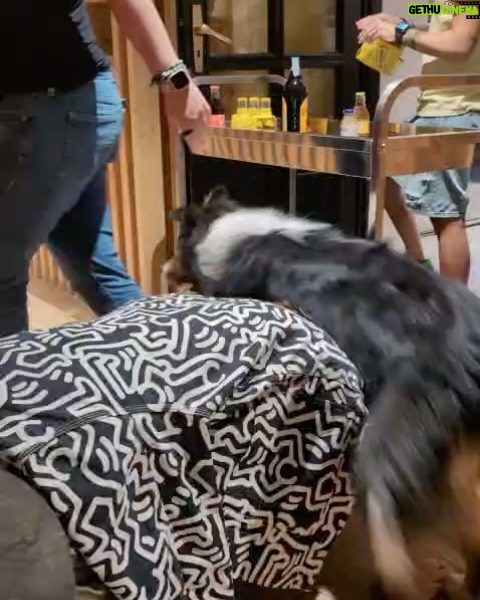 Marisa Passera - 10K Likes - Nero amore mio bambino che sono tua zia ma tu sei mio figlio, per la prima volta siamo stati da soli due settimane ad alto rischio di zuffa di gatti perché siamo identici in sensibilità e fuochi d’artificio . Sono orgogliosa di te e un pochino di me perché è stato tutto come dici tu clamoroso ( mi lavo i denti una volta al giorno quindi quella volta deve essere clamorosa , mi hai spiegato )  grazie a tutte le persone che hanno capito che clamoroso sei tu , al Vic che è mio fratello e si è deciso che fosse genitore uno per i suoi muscoli d’acciaio e alla sua anima d’oro e alla sua mamma Roby sempre tua complice ( lei strepitosa ❤️) grazie a Otis il tuo migliore amico , a Giuggi e Sabri per esserti state famiglia , a ogni gatto a ogni cane che si è fatto accarezzare . Grazie alla volpe che per fortuna è scappata e non si è  fatta abbracciare . Grazie a Cervinia tutta per la sua per la sua ospitalità , ora è diventata il posto anche del tuo cuore 💚