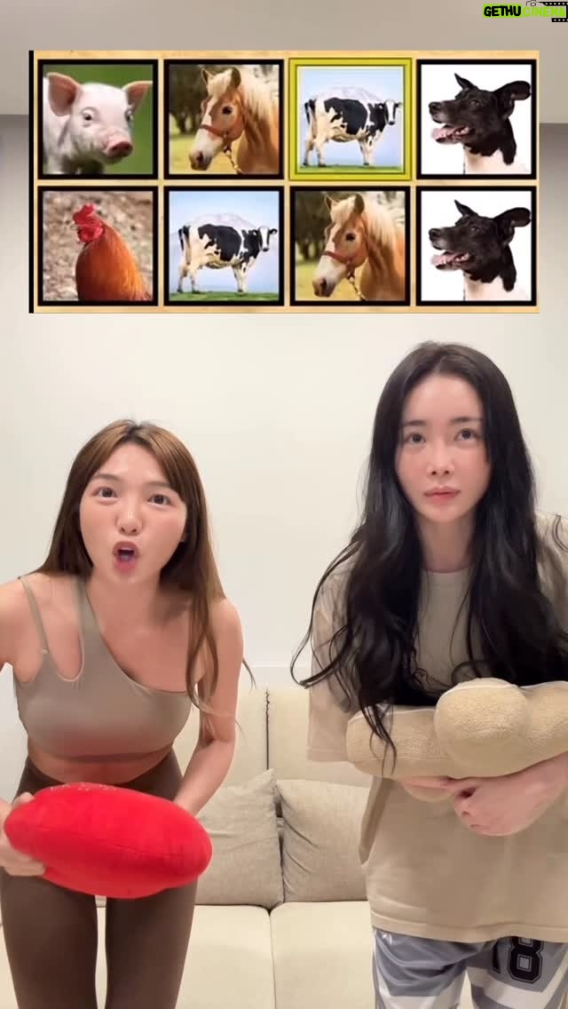 Mei Ho - 40.4K Likes - #動物挑戰