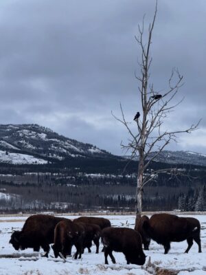 Melissa O'Neil Instagram - @yukonwildlifepreserve 🫶🏼