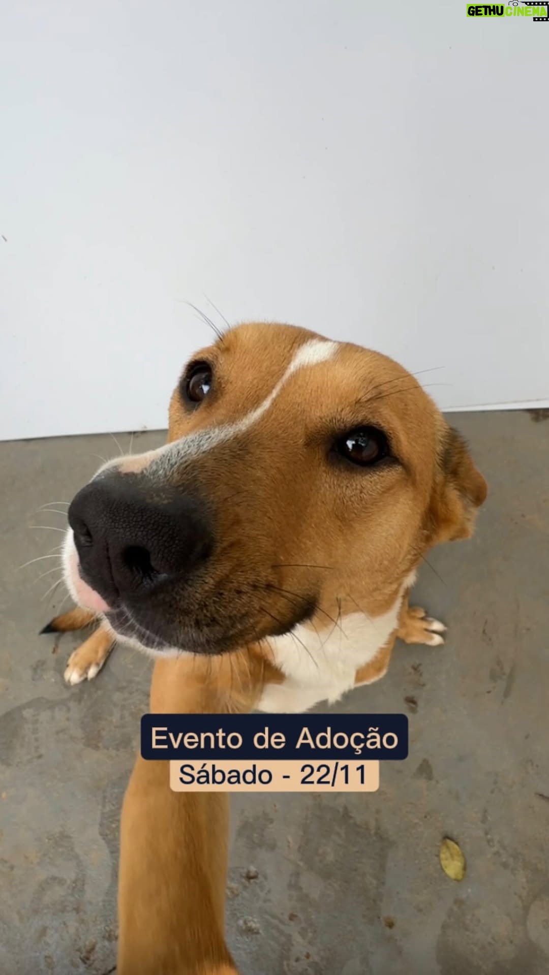 Michelle Giudice - 8.6K Likes - Talvez esse seja o vídeo mais importante da vida da Melinda… E de todos os outros 😢🙏🏻

É neste sábado (22/11), na sede do Instituto Eliseu.

⏰ 10h às 13h
📍 Rua São Paulo, 120 - Santos/SP