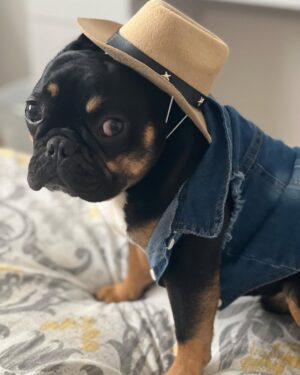 Miriam McDonald Instagram - All these country songs he’s been hearing have Jack feeling some type of way 🤠🌵#frenchiesofinstagram #countrylove