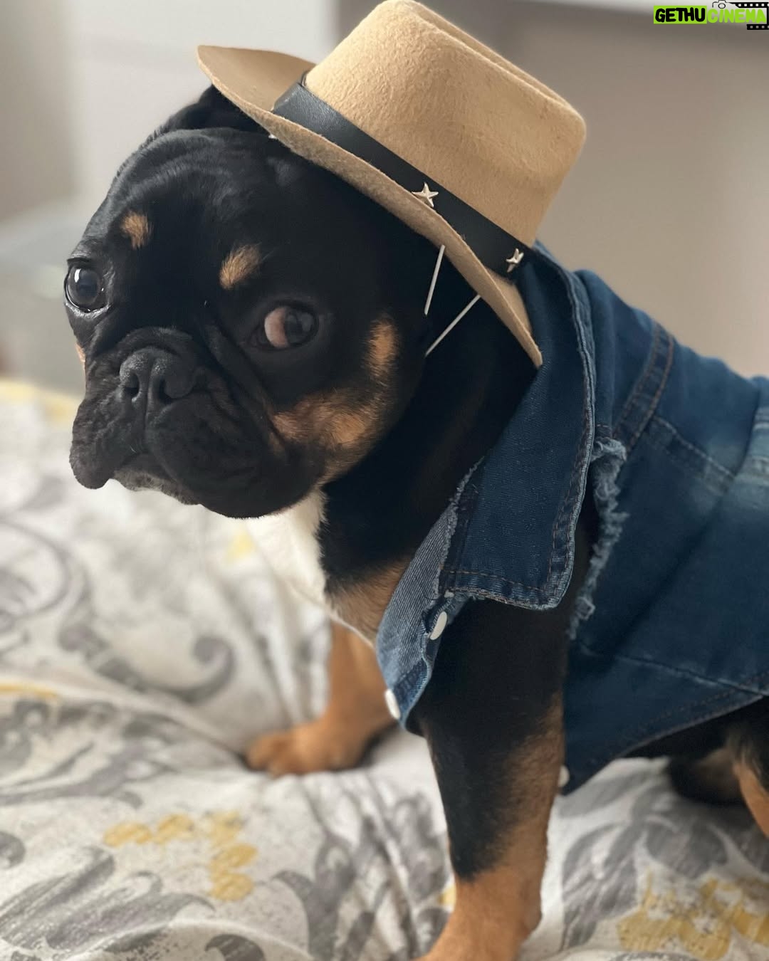 Miriam McDonald - 1.9K Likes - All these country songs he’s been hearing have Jack feeling some type of way 🤠🌵#frenchiesofinstagram #countrylove