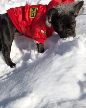 Miriam McDonald Instagram - Rare glimpse of a wild chocolate snow piglet in his natural habitat ❄️ #frenchbulldog #frenchiesofinstagram
