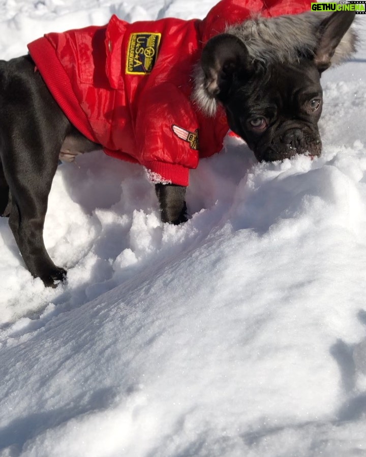 Miriam McDonald - 1.2K Likes - Rare glimpse of a wild chocolate snow piglet in his natural habitat ❄️ #frenchbulldog #frenchiesofinstagram