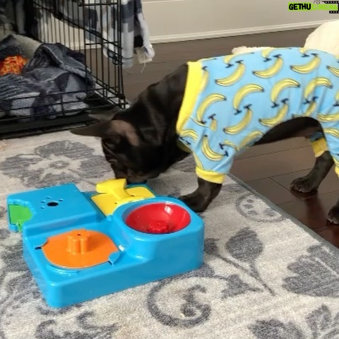 Miriam McDonald - 2.4K Likes - little 3 month chubbster  for your morning viewing pleasure 💙🐾