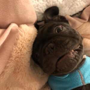 Miriam McDonald Instagram - little 3 month chubbster  for your morning viewing pleasure 💙🐾