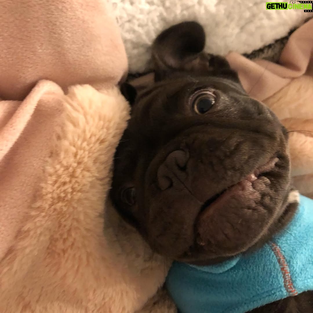 Miriam McDonald - 2.4K Likes - little 3 month chubbster  for your morning viewing pleasure 💙🐾
