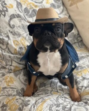 Miriam McDonald Instagram - All these country songs he’s been hearing have Jack feeling some type of way 🤠🌵#frenchiesofinstagram #countrylove