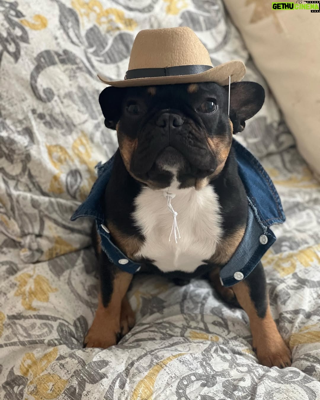 Miriam McDonald - 1.9K Likes - All these country songs he’s been hearing have Jack feeling some type of way 🤠🌵#frenchiesofinstagram #countrylove
