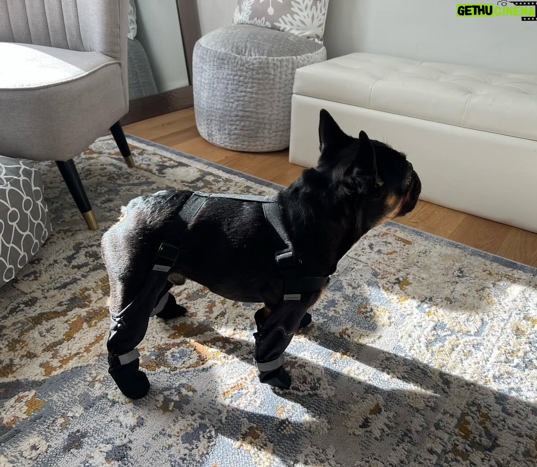 Miriam McDonald - 141 Likes - What started as a post of the boys showing off their new boots has turned into a little slide show of the 2 best boys on earth, just because 🥰❤️🐾