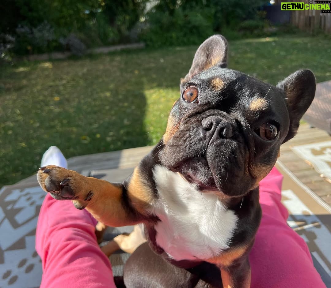Miriam McDonald - 141 Likes - What started as a post of the boys showing off their new boots has turned into a little slide show of the 2 best boys on earth, just because 🥰❤️🐾