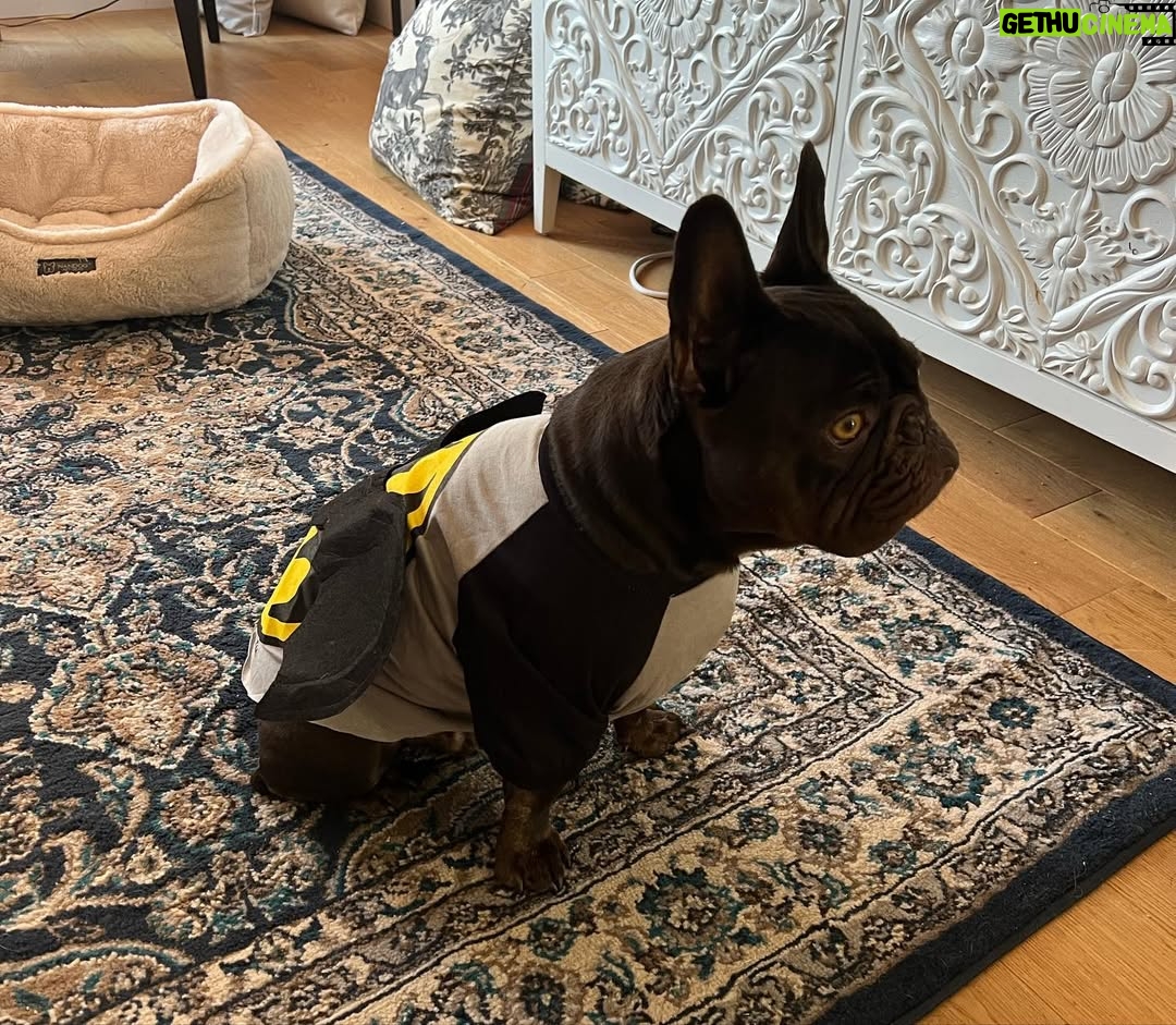 Miriam McDonald - 141 Likes - What started as a post of the boys showing off their new boots has turned into a little slide show of the 2 best boys on earth, just because 🥰❤️🐾
