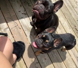 Miriam McDonald Instagram - What started as a post of the boys showing off their new boots has turned into a little slide show of the 2 best boys on earth, just because 🥰❤️🐾