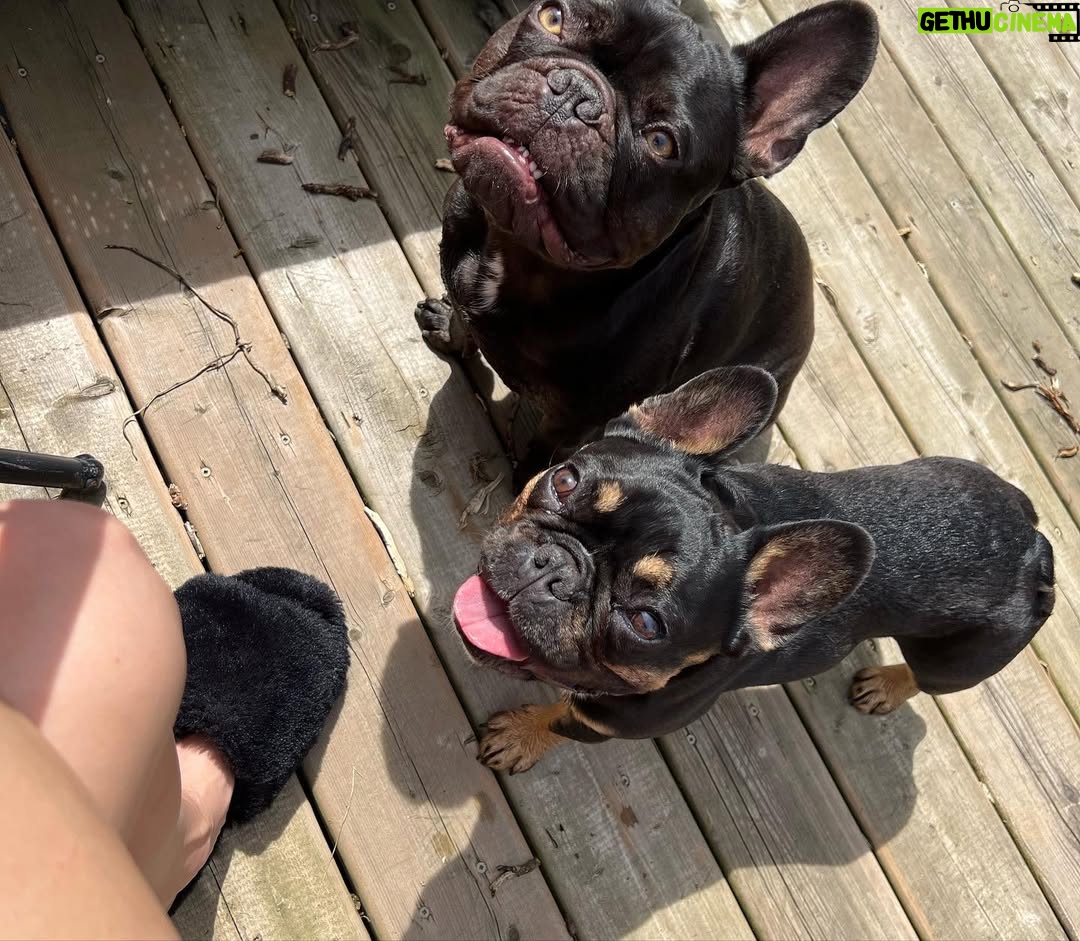 Miriam McDonald - 141 Likes - What started as a post of the boys showing off their new boots has turned into a little slide show of the 2 best boys on earth, just because 🥰❤️🐾