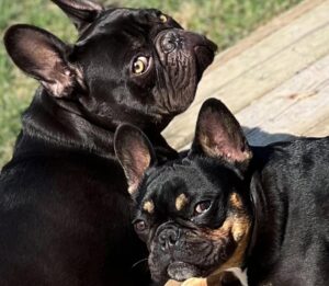 Miriam McDonald Instagram - What started as a post of the boys showing off their new boots has turned into a little slide show of the 2 best boys on earth, just because 🥰❤️🐾