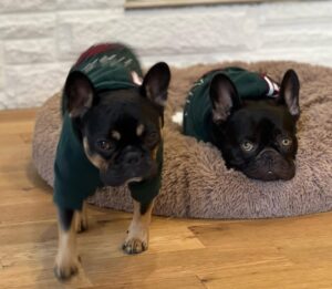 Miriam McDonald Instagram - What started as a post of the boys showing off their new boots has turned into a little slide show of the 2 best boys on earth, just because 🥰❤️🐾