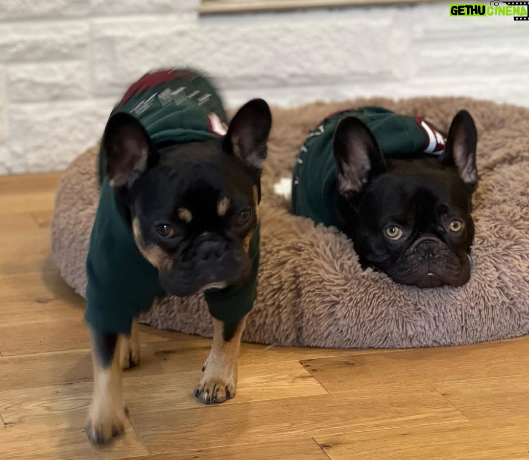 Miriam McDonald - 141 Likes - What started as a post of the boys showing off their new boots has turned into a little slide show of the 2 best boys on earth, just because 🥰❤️🐾