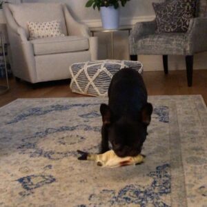 Miriam McDonald Instagram - Baby boy likes his Floppy Fish 😍#frenchiesofinstagram