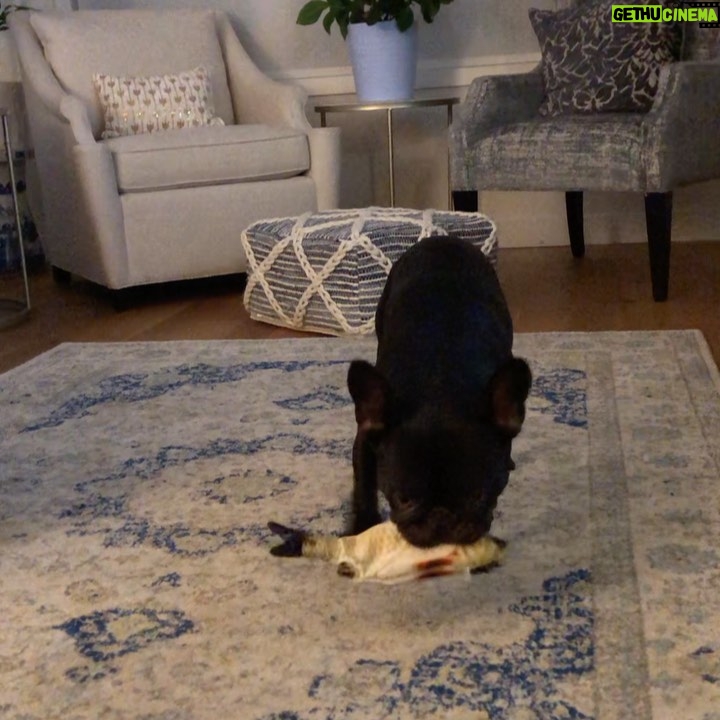 Miriam McDonald - 1K Likes - Baby boy likes his Floppy Fish 😍#frenchiesofinstagram
