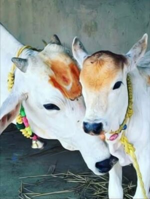 Mounika Dev Instagram - చాలా కాలంగా ఎదురుచూసిన తర్వాత... మా కొత్త ఇంటి కల నెరవేరిన సమయంలో... 

మా ఇంట్లో చేపట్టే అన్ని పనుల్లో విజయం సాధించాలని కోరుకుంటున్నాను. 
మా ఇంటి పేరు కామతార్ద నిలయం 🧿మీ ఆశీస్సులతో వంశీ కృష్ణ & మౌనికా దేవి🏡 🙏🙏

The entire credit goes to all time my favourite incredible support @zigzagdecors ❤️

The most beautiful jewels from @new_ideas_fashions 
Blouse 👚 @stitch_vyshnavee_sarath 

Makeup&hair @aravinth_mehendi_makeup 

Photography @dilipkumar_photography 

#housewarming #newhome #newbeginings #dreamhome #lovelivehere #permanentaddress 
#unpackingboxesanddreams