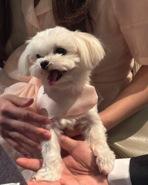 Nam Bo-ra Instagram - 결혼식 완✨
친구라 쓰고 청춘이라 읽는 나의 친구들 
그리고 자갈밭 처럼 어려운 길을 걸을 때 길을 알려준 선생님들, 선배님들, 언니, 오빠들… 
전 그렇게 좋은 사람은 아닌데…
주변 사람들이 저를 좋은 길로 이끌어주고
만들어주었어요. 

5월 10일 그 사람들과 함께 인생의 한 조각을 나눴어요💕
너무 행복하고 즐거운 시간이었어요.
보내준 마음 소중하게 잘 간직하고 더 많은 사람에게 보답하며 살게요🌷
감사합니다🫰😘💖

@hj3340 
@chohee.cho 
@kunstfilm_official 
@bridalonu_official 
@jun.0706 
@h_c_h_c_h @muistudio 
@yourbroad 
@mydearsnap 
@romantic_joy