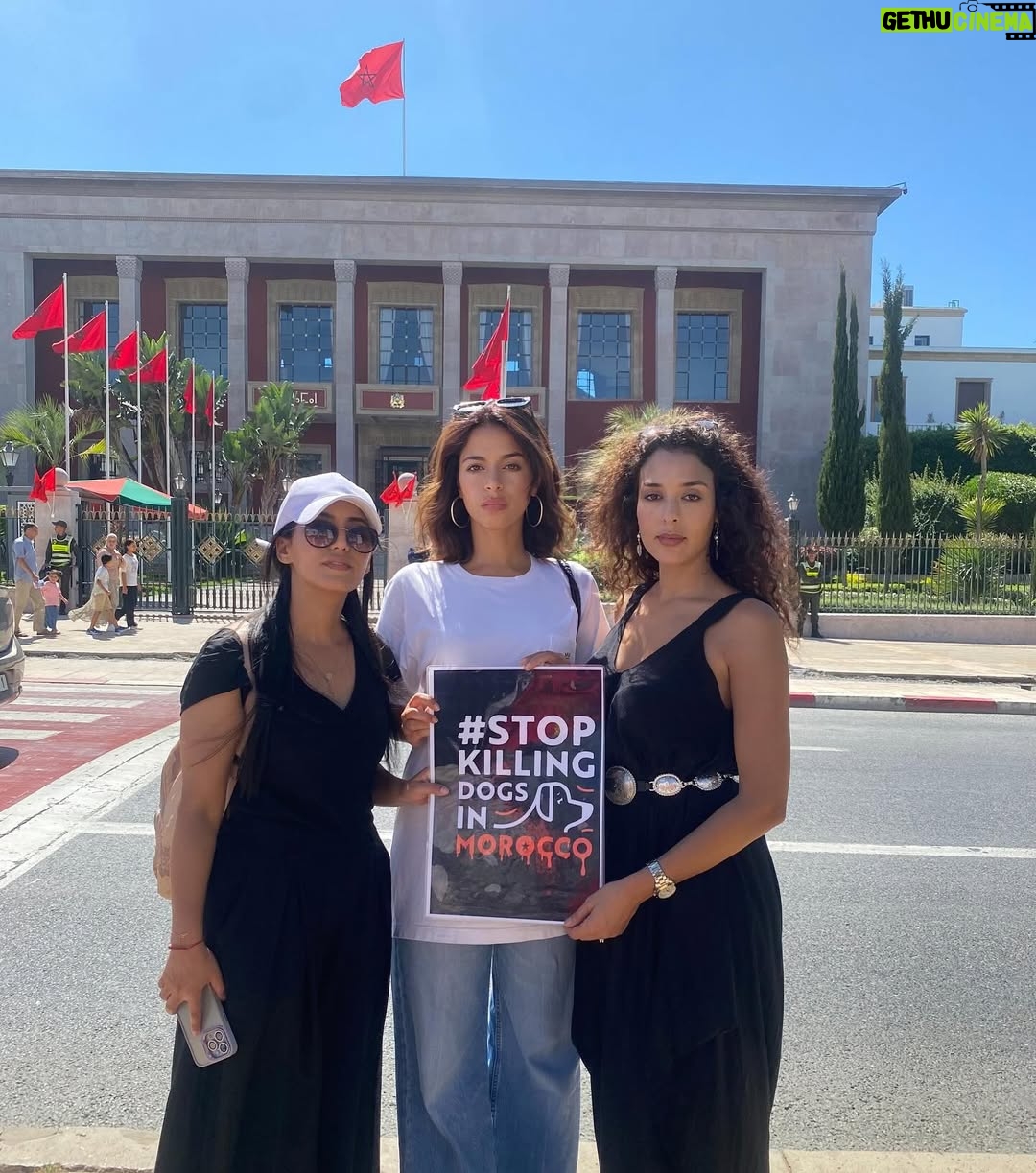 Ouidad Elma - 2.8K Likes - 🇲🇦 Today, I took part in the sit-in alongside hundreds of voices refusing injustice and cruelty.
In Morocco, our street dogs and cats are still victims of massacres, even though a humane and effective solution exists: TNVR (Trap-Neuter-Vaccinate-Return).

We call for the immediate implementation of the TNVR program enacted by the 2019 convention and the removal of Article 5 from the proposed Law 19-25, which criminalizes compassion towards animals.
Protecting animals is not an option, it is a matter of dignity and justice for the human collective.

✊🐕🐈 #StopMassacres #TNVR #RespectAnimal #Morocco 🇲🇦❤️