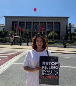 Ouidad Elma Instagram - 🇲🇦 Today, I took part in the sit-in alongside hundreds of voices refusing injustice and cruelty.
In Morocco, our street dogs and cats are still victims of massacres, even though a humane and effective solution exists: TNVR (Trap-Neuter-Vaccinate-Return).
We call for the immediate implementation of the TNVR program enacted by the 2019 convention and the removal of Article 5 from the proposed Law 19-25, which criminalizes compassion towards animals.
Protecting animals is not an option, it is a matter of dignity and justice for the human collective.
✊🐕🐈 #StopMassacres #TNVR #RespectAnimal #Morocco 🇲🇦❤️