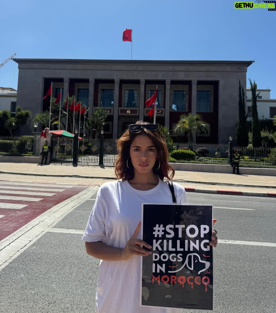 Ouidad Elma - 2.8K Likes - 🇲🇦 Today, I took part in the sit-in alongside hundreds of voices refusing injustice and cruelty.
In Morocco, our street dogs and cats are still victims of massacres, even though a humane and effective solution exists: TNVR (Trap-Neuter-Vaccinate-Return).

We call for the immediate implementation of the TNVR program enacted by the 2019 convention and the removal of Article 5 from the proposed Law 19-25, which criminalizes compassion towards animals.
Protecting animals is not an option, it is a matter of dignity and justice for the human collective.

✊🐕🐈 #StopMassacres #TNVR #RespectAnimal #Morocco 🇲🇦❤️