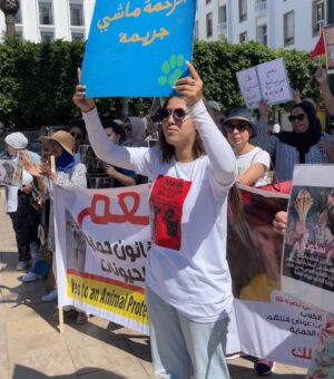 Ouidad Elma Instagram - 🇲🇦 Today, I took part in the sit-in alongside hundreds of voices refusing injustice and cruelty.
In Morocco, our street dogs and cats are still victims of massacres, even though a humane and effective solution exists: TNVR (Trap-Neuter-Vaccinate-Return).
We call for the immediate implementation of the TNVR program enacted by the 2019 convention and the removal of Article 5 from the proposed Law 19-25, which criminalizes compassion towards animals.
Protecting animals is not an option, it is a matter of dignity and justice for the human collective.
✊🐕🐈 #StopMassacres #TNVR #RespectAnimal #Morocco 🇲🇦❤️