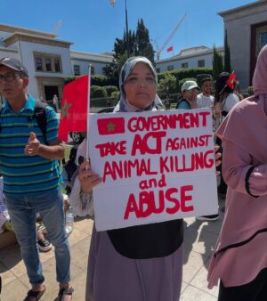 Ouidad Elma Instagram - 🇲🇦 Today, I took part in the sit-in alongside hundreds of voices refusing injustice and cruelty.
In Morocco, our street dogs and cats are still victims of massacres, even though a humane and effective solution exists: TNVR (Trap-Neuter-Vaccinate-Return).
We call for the immediate implementation of the TNVR program enacted by the 2019 convention and the removal of Article 5 from the proposed Law 19-25, which criminalizes compassion towards animals.
Protecting animals is not an option, it is a matter of dignity and justice for the human collective.
✊🐕🐈 #StopMassacres #TNVR #RespectAnimal #Morocco 🇲🇦❤️