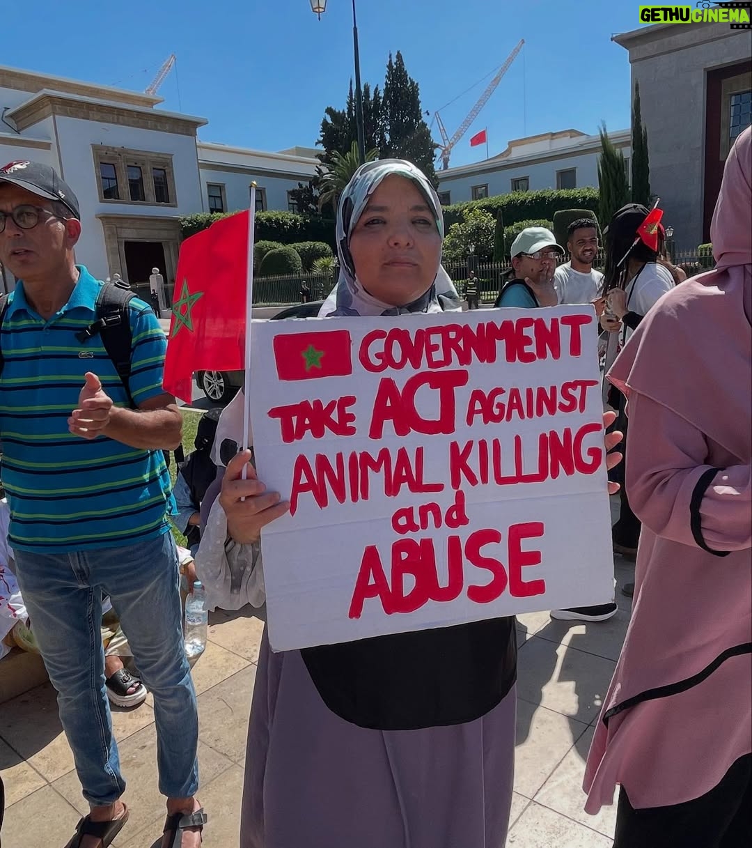 Ouidad Elma - 2.8K Likes - 🇲🇦 Today, I took part in the sit-in alongside hundreds of voices refusing injustice and cruelty.
In Morocco, our street dogs and cats are still victims of massacres, even though a humane and effective solution exists: TNVR (Trap-Neuter-Vaccinate-Return).

We call for the immediate implementation of the TNVR program enacted by the 2019 convention and the removal of Article 5 from the proposed Law 19-25, which criminalizes compassion towards animals.
Protecting animals is not an option, it is a matter of dignity and justice for the human collective.

✊🐕🐈 #StopMassacres #TNVR #RespectAnimal #Morocco 🇲🇦❤️