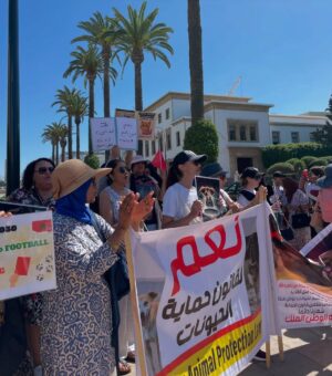 Ouidad Elma Instagram - 🇲🇦 Today, I took part in the sit-in alongside hundreds of voices refusing injustice and cruelty.
In Morocco, our street dogs and cats are still victims of massacres, even though a humane and effective solution exists: TNVR (Trap-Neuter-Vaccinate-Return).
We call for the immediate implementation of the TNVR program enacted by the 2019 convention and the removal of Article 5 from the proposed Law 19-25, which criminalizes compassion towards animals.
Protecting animals is not an option, it is a matter of dignity and justice for the human collective.
✊🐕🐈 #StopMassacres #TNVR #RespectAnimal #Morocco 🇲🇦❤️