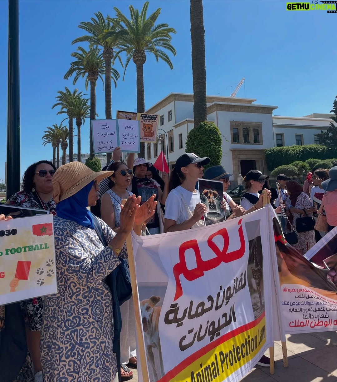 Ouidad Elma - 2.8K Likes - 🇲🇦 Today, I took part in the sit-in alongside hundreds of voices refusing injustice and cruelty.
In Morocco, our street dogs and cats are still victims of massacres, even though a humane and effective solution exists: TNVR (Trap-Neuter-Vaccinate-Return).

We call for the immediate implementation of the TNVR program enacted by the 2019 convention and the removal of Article 5 from the proposed Law 19-25, which criminalizes compassion towards animals.
Protecting animals is not an option, it is a matter of dignity and justice for the human collective.

✊🐕🐈 #StopMassacres #TNVR #RespectAnimal #Morocco 🇲🇦❤️