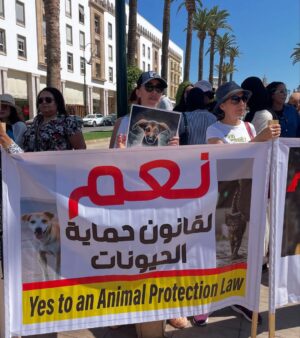 Ouidad Elma Instagram - 🇲🇦 Today, I took part in the sit-in alongside hundreds of voices refusing injustice and cruelty.
In Morocco, our street dogs and cats are still victims of massacres, even though a humane and effective solution exists: TNVR (Trap-Neuter-Vaccinate-Return).
We call for the immediate implementation of the TNVR program enacted by the 2019 convention and the removal of Article 5 from the proposed Law 19-25, which criminalizes compassion towards animals.
Protecting animals is not an option, it is a matter of dignity and justice for the human collective.
✊🐕🐈 #StopMassacres #TNVR #RespectAnimal #Morocco 🇲🇦❤️
