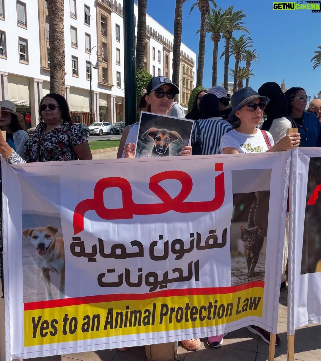 Ouidad Elma - 2.8K Likes - 🇲🇦 Today, I took part in the sit-in alongside hundreds of voices refusing injustice and cruelty.
In Morocco, our street dogs and cats are still victims of massacres, even though a humane and effective solution exists: TNVR (Trap-Neuter-Vaccinate-Return).

We call for the immediate implementation of the TNVR program enacted by the 2019 convention and the removal of Article 5 from the proposed Law 19-25, which criminalizes compassion towards animals.
Protecting animals is not an option, it is a matter of dignity and justice for the human collective.

✊🐕🐈 #StopMassacres #TNVR #RespectAnimal #Morocco 🇲🇦❤️