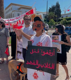 Ouidad Elma Instagram - 🇲🇦 Today, I took part in the sit-in alongside hundreds of voices refusing injustice and cruelty.
In Morocco, our street dogs and cats are still victims of massacres, even though a humane and effective solution exists: TNVR (Trap-Neuter-Vaccinate-Return).
We call for the immediate implementation of the TNVR program enacted by the 2019 convention and the removal of Article 5 from the proposed Law 19-25, which criminalizes compassion towards animals.
Protecting animals is not an option, it is a matter of dignity and justice for the human collective.
✊🐕🐈 #StopMassacres #TNVR #RespectAnimal #Morocco 🇲🇦❤️
