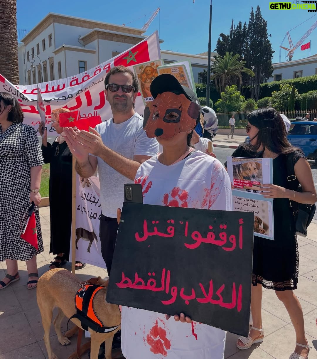 Ouidad Elma - 2.8K Likes - 🇲🇦 Today, I took part in the sit-in alongside hundreds of voices refusing injustice and cruelty.
In Morocco, our street dogs and cats are still victims of massacres, even though a humane and effective solution exists: TNVR (Trap-Neuter-Vaccinate-Return).

We call for the immediate implementation of the TNVR program enacted by the 2019 convention and the removal of Article 5 from the proposed Law 19-25, which criminalizes compassion towards animals.
Protecting animals is not an option, it is a matter of dignity and justice for the human collective.

✊🐕🐈 #StopMassacres #TNVR #RespectAnimal #Morocco 🇲🇦❤️