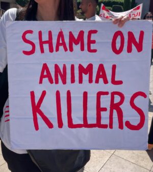 Ouidad Elma Instagram - 🇲🇦 Today, I took part in the sit-in alongside hundreds of voices refusing injustice and cruelty.
In Morocco, our street dogs and cats are still victims of massacres, even though a humane and effective solution exists: TNVR (Trap-Neuter-Vaccinate-Return).
We call for the immediate implementation of the TNVR program enacted by the 2019 convention and the removal of Article 5 from the proposed Law 19-25, which criminalizes compassion towards animals.
Protecting animals is not an option, it is a matter of dignity and justice for the human collective.
✊🐕🐈 #StopMassacres #TNVR #RespectAnimal #Morocco 🇲🇦❤️
