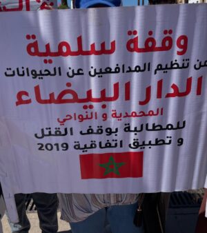 Ouidad Elma Instagram - 🇲🇦 Today, I took part in the sit-in alongside hundreds of voices refusing injustice and cruelty.
In Morocco, our street dogs and cats are still victims of massacres, even though a humane and effective solution exists: TNVR (Trap-Neuter-Vaccinate-Return).
We call for the immediate implementation of the TNVR program enacted by the 2019 convention and the removal of Article 5 from the proposed Law 19-25, which criminalizes compassion towards animals.
Protecting animals is not an option, it is a matter of dignity and justice for the human collective.
✊🐕🐈 #StopMassacres #TNVR #RespectAnimal #Morocco 🇲🇦❤️