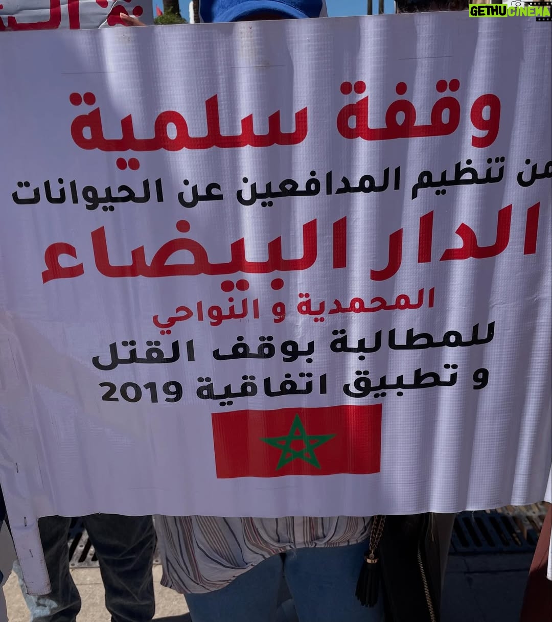 Ouidad Elma - 2.8K Likes - 🇲🇦 Today, I took part in the sit-in alongside hundreds of voices refusing injustice and cruelty.
In Morocco, our street dogs and cats are still victims of massacres, even though a humane and effective solution exists: TNVR (Trap-Neuter-Vaccinate-Return).

We call for the immediate implementation of the TNVR program enacted by the 2019 convention and the removal of Article 5 from the proposed Law 19-25, which criminalizes compassion towards animals.
Protecting animals is not an option, it is a matter of dignity and justice for the human collective.

✊🐕🐈 #StopMassacres #TNVR #RespectAnimal #Morocco 🇲🇦❤️