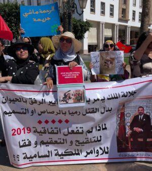 Ouidad Elma Instagram - 🇲🇦 Today, I took part in the sit-in alongside hundreds of voices refusing injustice and cruelty.
In Morocco, our street dogs and cats are still victims of massacres, even though a humane and effective solution exists: TNVR (Trap-Neuter-Vaccinate-Return).
We call for the immediate implementation of the TNVR program enacted by the 2019 convention and the removal of Article 5 from the proposed Law 19-25, which criminalizes compassion towards animals.
Protecting animals is not an option, it is a matter of dignity and justice for the human collective.
✊🐕🐈 #StopMassacres #TNVR #RespectAnimal #Morocco 🇲🇦❤️