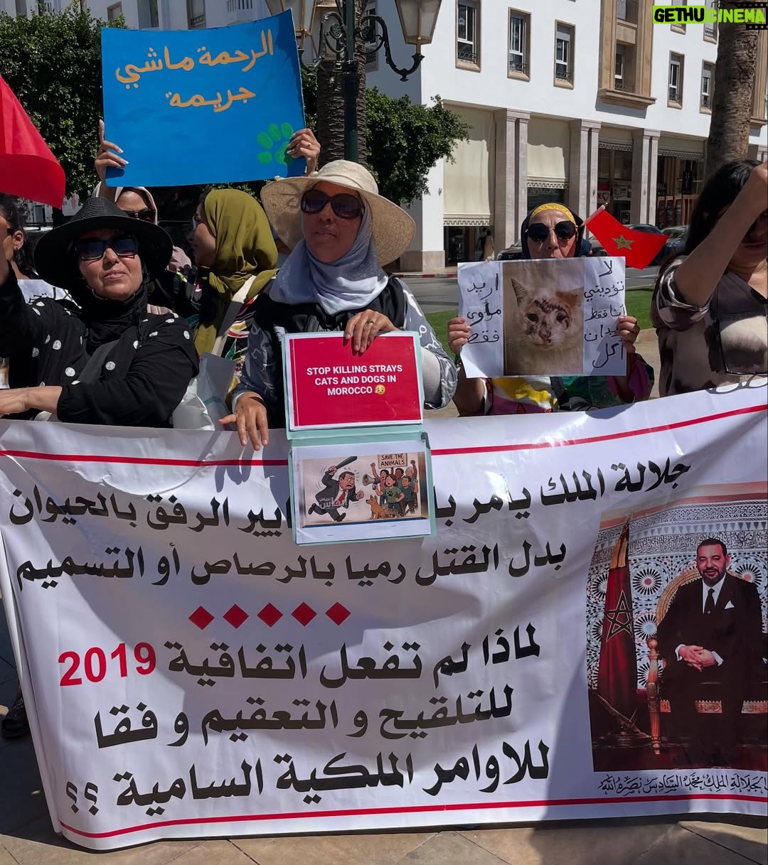 Ouidad Elma - 2.8K Likes - 🇲🇦 Today, I took part in the sit-in alongside hundreds of voices refusing injustice and cruelty.
In Morocco, our street dogs and cats are still victims of massacres, even though a humane and effective solution exists: TNVR (Trap-Neuter-Vaccinate-Return).

We call for the immediate implementation of the TNVR program enacted by the 2019 convention and the removal of Article 5 from the proposed Law 19-25, which criminalizes compassion towards animals.
Protecting animals is not an option, it is a matter of dignity and justice for the human collective.

✊🐕🐈 #StopMassacres #TNVR #RespectAnimal #Morocco 🇲🇦❤️