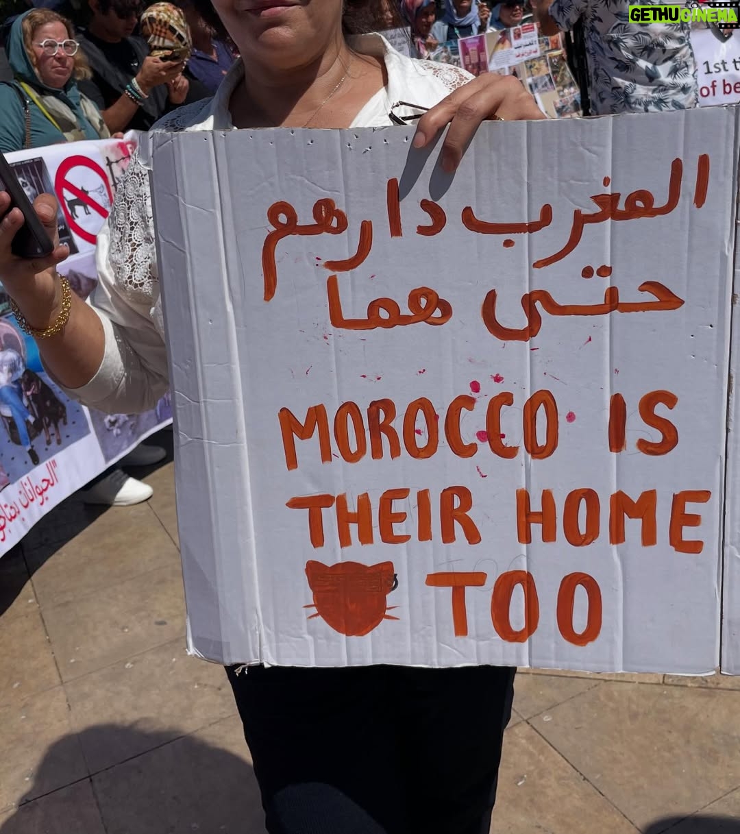 Ouidad Elma - 2.8K Likes - 🇲🇦 Today, I took part in the sit-in alongside hundreds of voices refusing injustice and cruelty.
In Morocco, our street dogs and cats are still victims of massacres, even though a humane and effective solution exists: TNVR (Trap-Neuter-Vaccinate-Return).

We call for the immediate implementation of the TNVR program enacted by the 2019 convention and the removal of Article 5 from the proposed Law 19-25, which criminalizes compassion towards animals.
Protecting animals is not an option, it is a matter of dignity and justice for the human collective.

✊🐕🐈 #StopMassacres #TNVR #RespectAnimal #Morocco 🇲🇦❤️