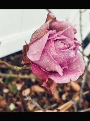 Piper Perabo Instagram - And the day came when the risk to remain tight in a bud was more painiul than the risk it took to blossom.
- Anaïs Nin

text slide reposted from @navucko
