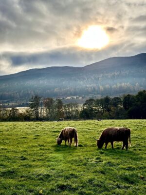 Shannon Elizabeth Instagram - Scotland is magical! My favorite moments were finding the beautiful Highland Cows...or Heilan Coos as one might say. 😃 They are stunning. ✨

#scotland #highlandcows #cows #travel