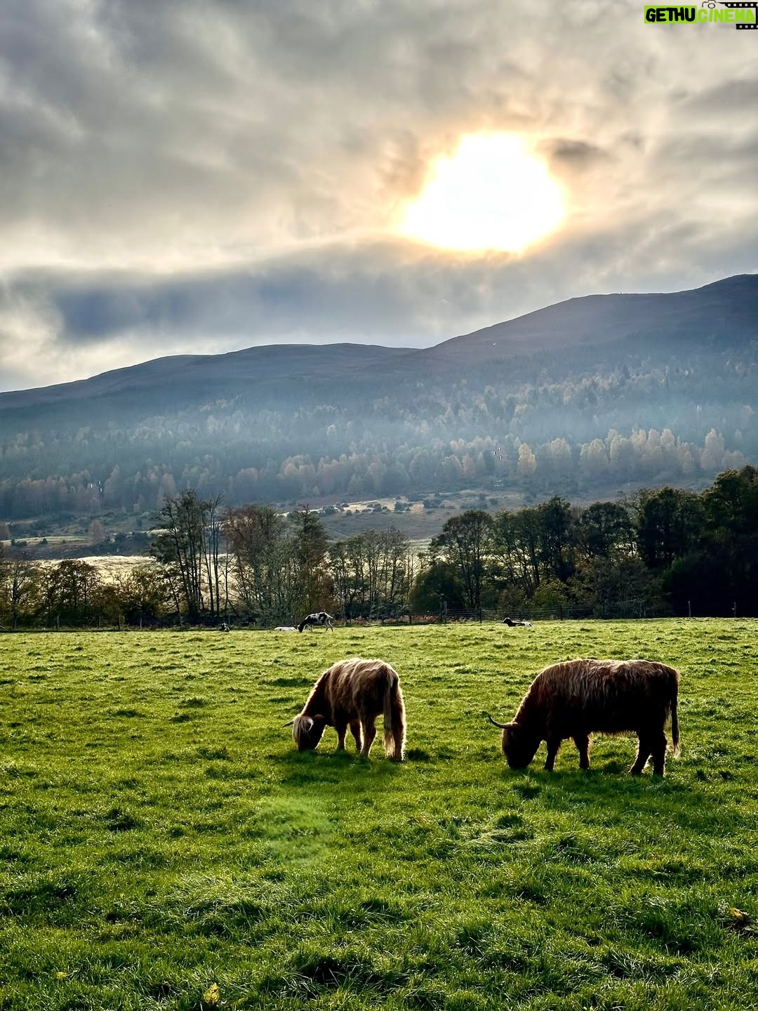 Shannon Elizabeth - 8.9K Likes - Scotland is magical! My favorite moments were finding the beautiful Highland Cows...or Heilan Coos as one might say. 😃 They are stunning. ✨

#scotland #highlandcows #cows #travel