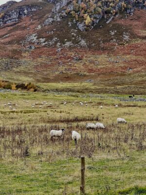 Shannon Elizabeth Instagram - Scotland is magical! My favorite moments were finding the beautiful Highland Cows...or Heilan Coos as one might say. 😃 They are stunning. ✨

#scotland #highlandcows #cows #travel