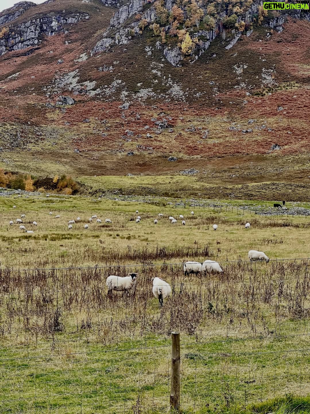 Shannon Elizabeth - 8.9K Likes - Scotland is magical! My favorite moments were finding the beautiful Highland Cows...or Heilan Coos as one might say. 😃 They are stunning. ✨

#scotland #highlandcows #cows #travel