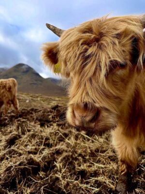 Shannon Elizabeth Instagram - Scotland is magical! My favorite moments were finding the beautiful Highland Cows...or Heilan Coos as one might say. 😃 They are stunning. ✨

#scotland #highlandcows #cows #travel